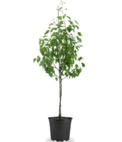 Bio Birne 'Rote Williams Christ', Landlust Kollektion
