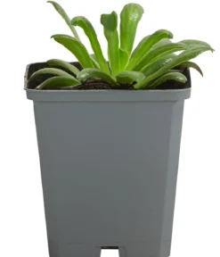 Bio Bitterwurz 'Regenbogen'