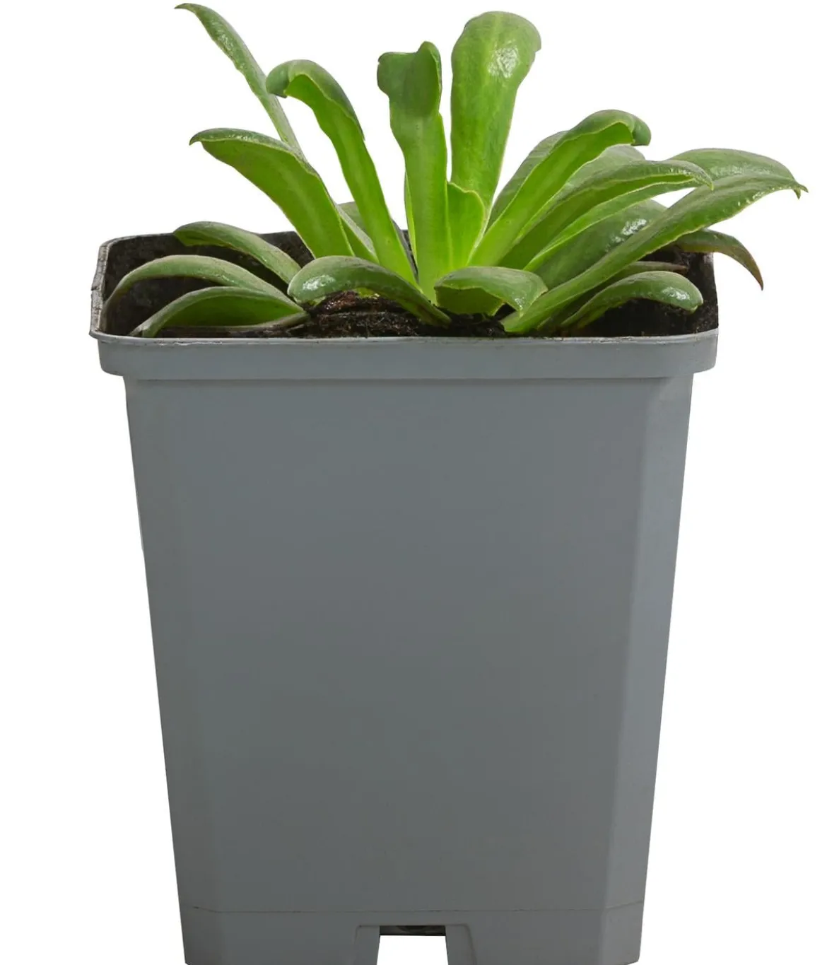 Bio Bitterwurz 'Regenbogen'