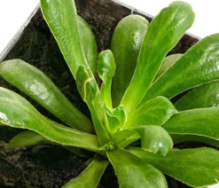 Bio Bitterwurz 'Regenbogen'