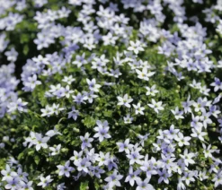Bio Blauer Bubikopf