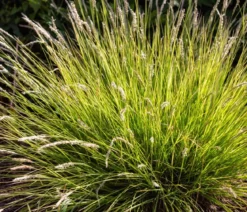 Bio Blaugras 'Greenlee Hybrid'