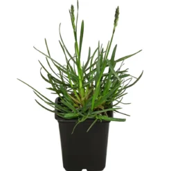 Bio Blaugras 'Greenlee Hybrid'
