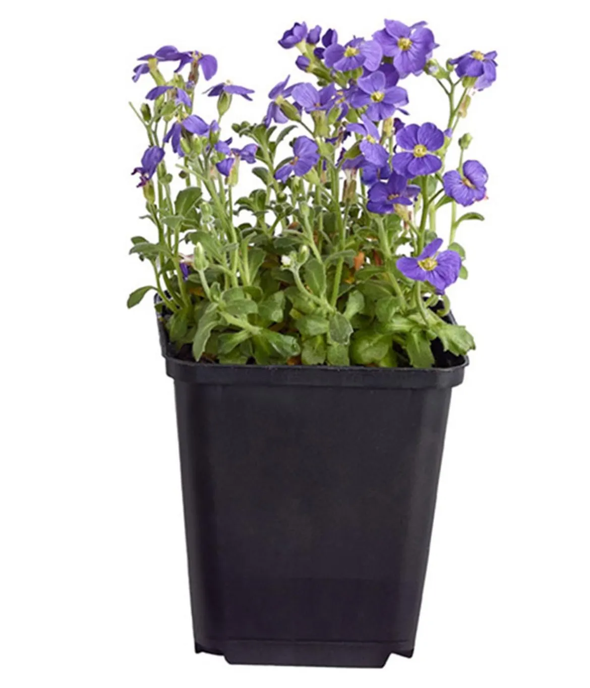 Bio Blaukissen, blau