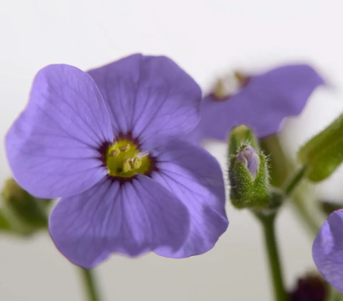 Bio Blaukissen, blau