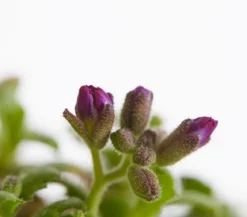 Bio Blaukissen, rot