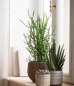 Bio Bleistiftbaum - Euphorbia tirucalli