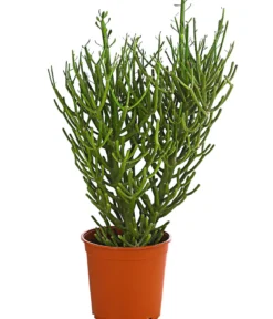 Bio Bleistiftbaum - Euphorbia tirucalli
