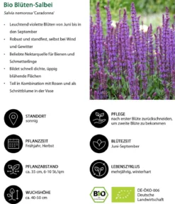 Bio Blüten-Salbei 'Caradonna'