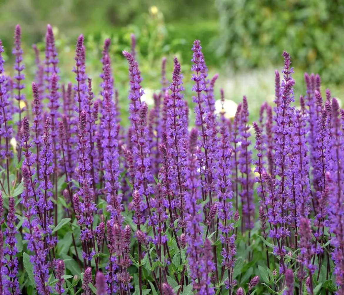 Bio Blüten-Salbei 'Caradonna'