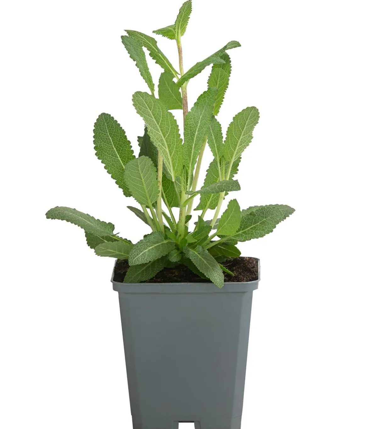 Bio Blüten-Salbei 'Caradonna'