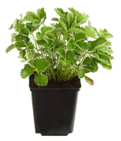 Bio Blutrotes Fingerkraut