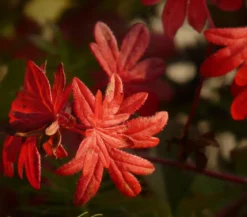 Bio Blut-Storchschnabel