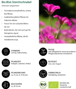 Bio Blut-Storchschnabel