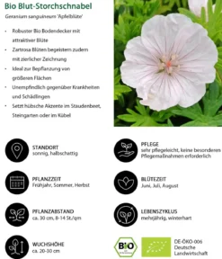 Bio Blut-Storchschnabel 'Apfelblüte'