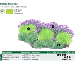 Bio Bodendecker Gräser-Set mit Blütenhighlight, 12-teilig