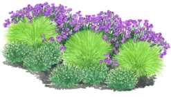 Bio Bodendecker Gräser-Set mit Blütenhighlight, 12-teilig