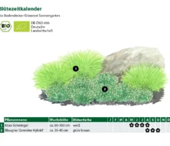 Bio Bodendecker Gräser-Set Sonnengarten, 9-teilig