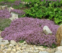 Bio Bodendecker-Thymian