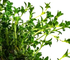 Bio Bodendecker-Thymian 'Albus'