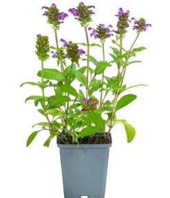 Bio Braunelle