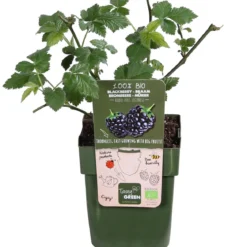 Bio Brombeere 'Loch Ness'