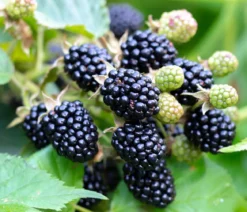Bio Brombeere 'Navaho®'