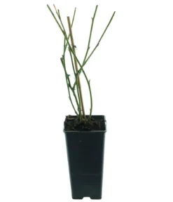 Bio Brombeere 'Navaho®'