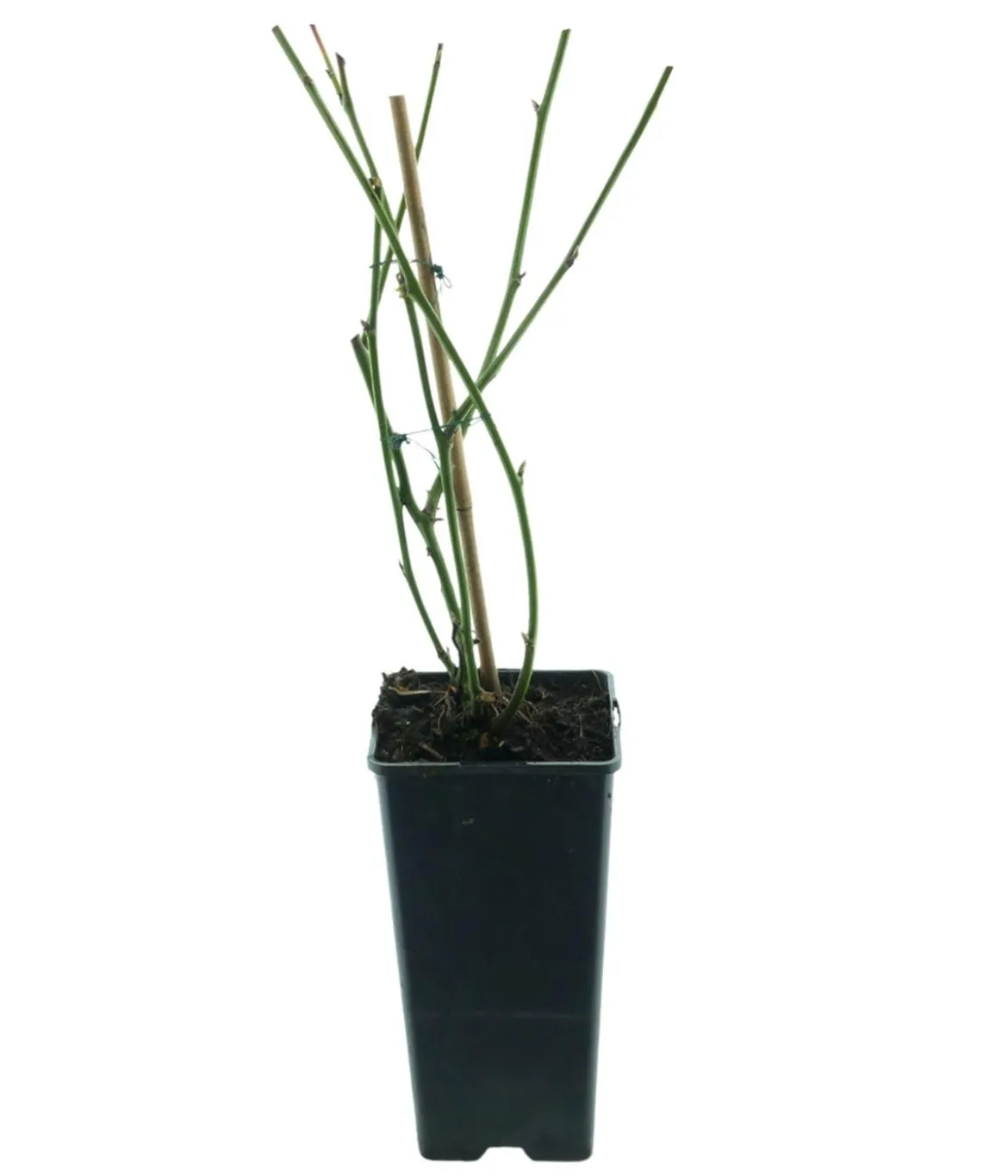 Bio Brombeere 'Navaho®'
