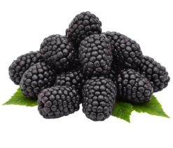 Bio Brombeere 'Navaho®'