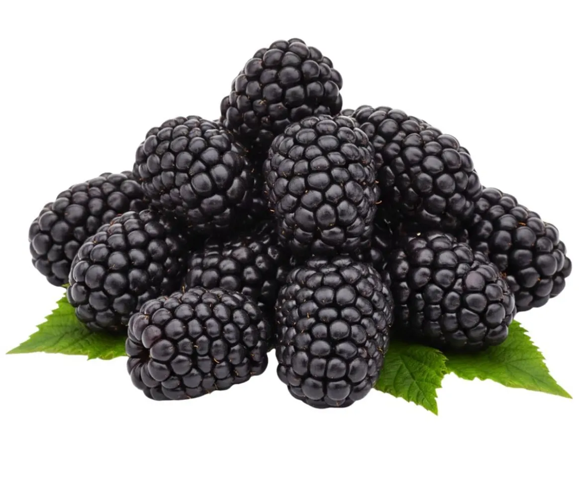 Bio Brombeere 'Navaho®'