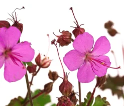 Bio Cambridge Storchschnabel 'Karmina'