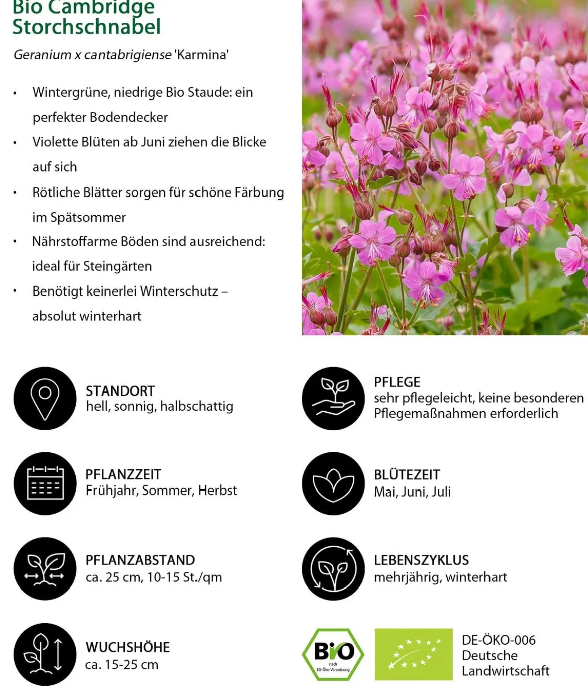 Bio Cambridge Storchschnabel 'Karmina'