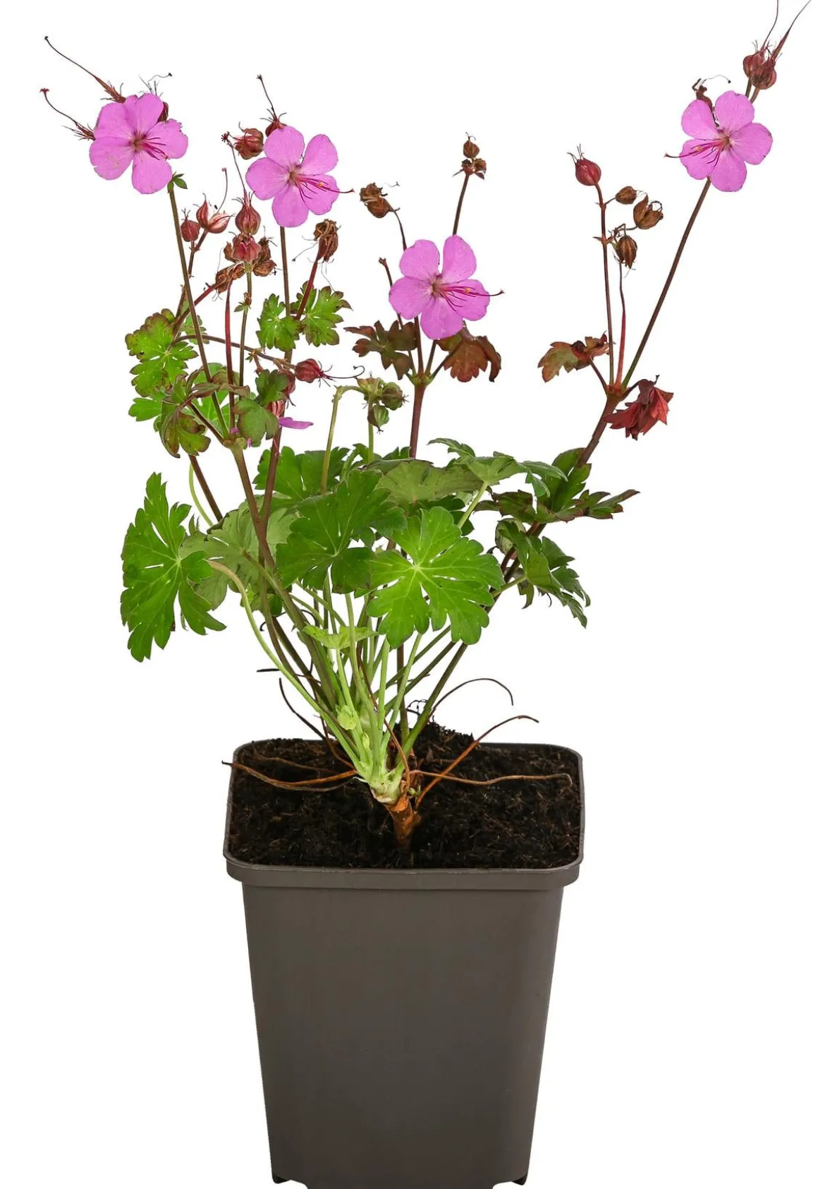Bio Cambridge Storchschnabel 'Karmina'