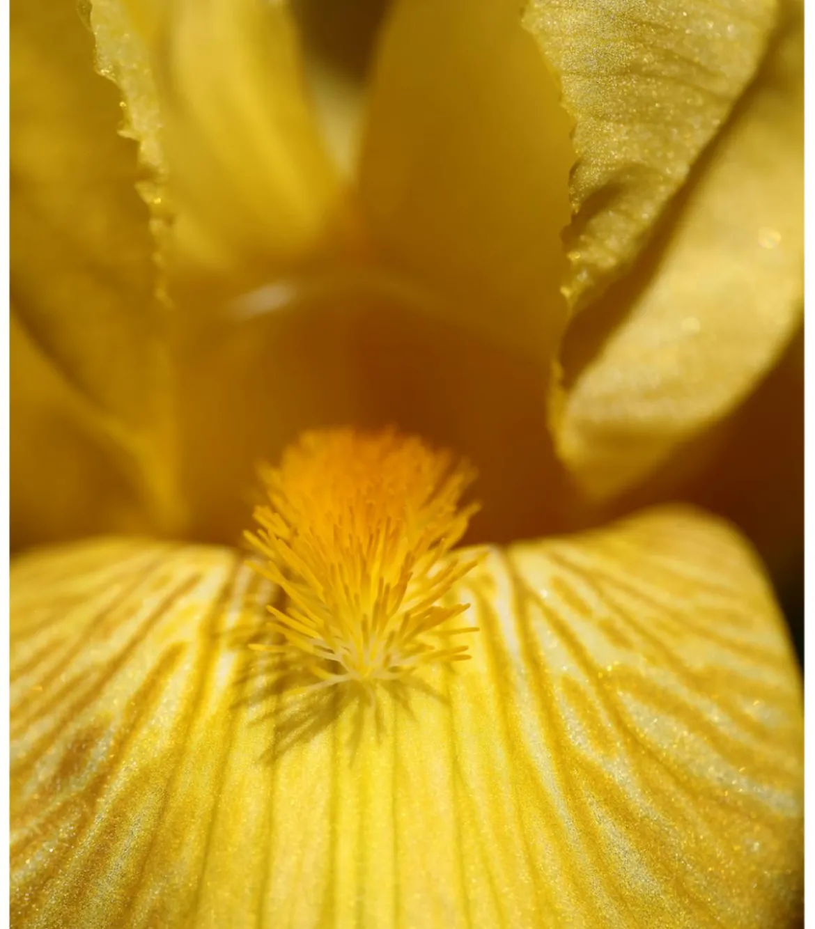 Bio Deutsche Schwertlilie, gelb
