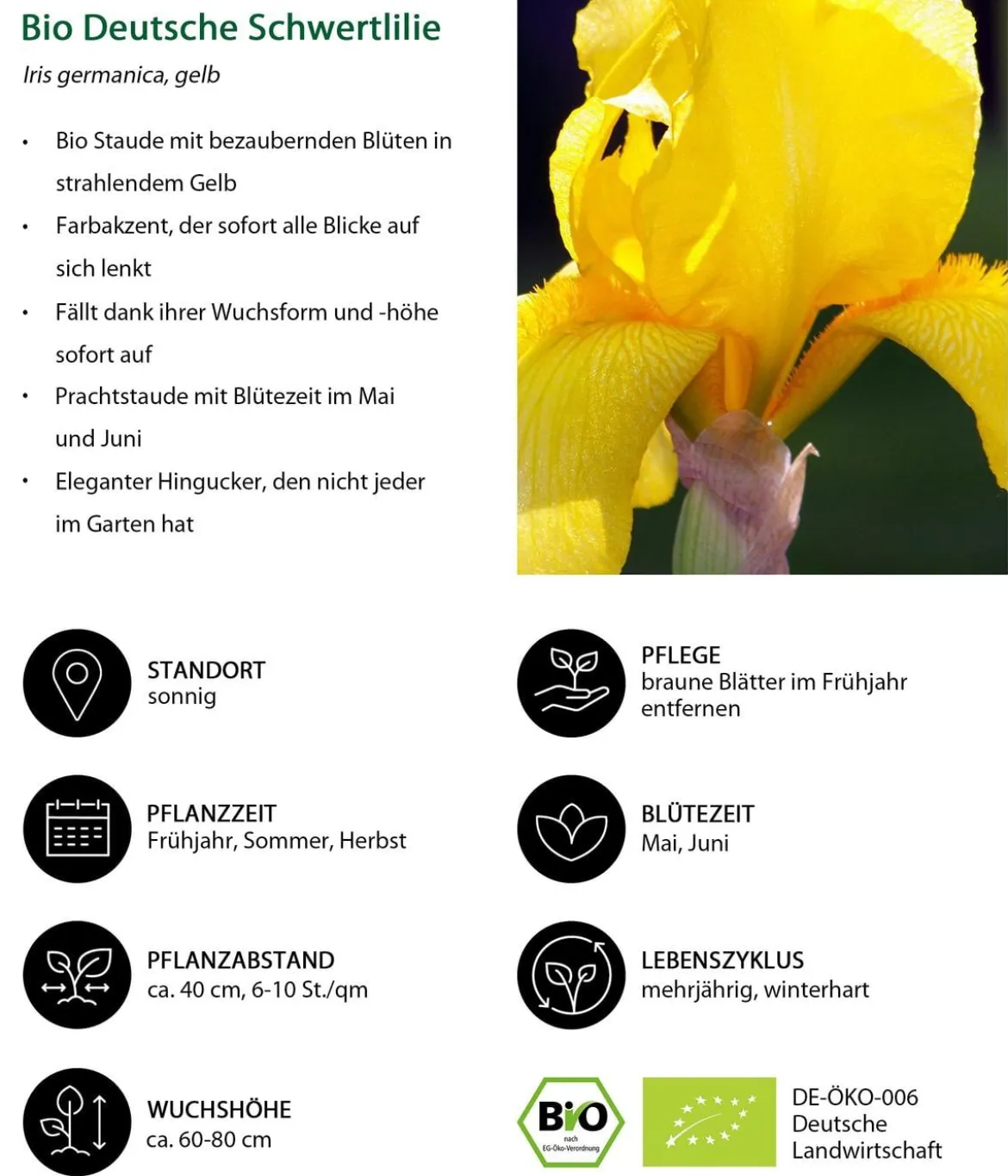 Bio Deutsche Schwertlilie, gelb