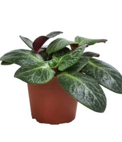 Bio Dickblatt - Crassula multicava