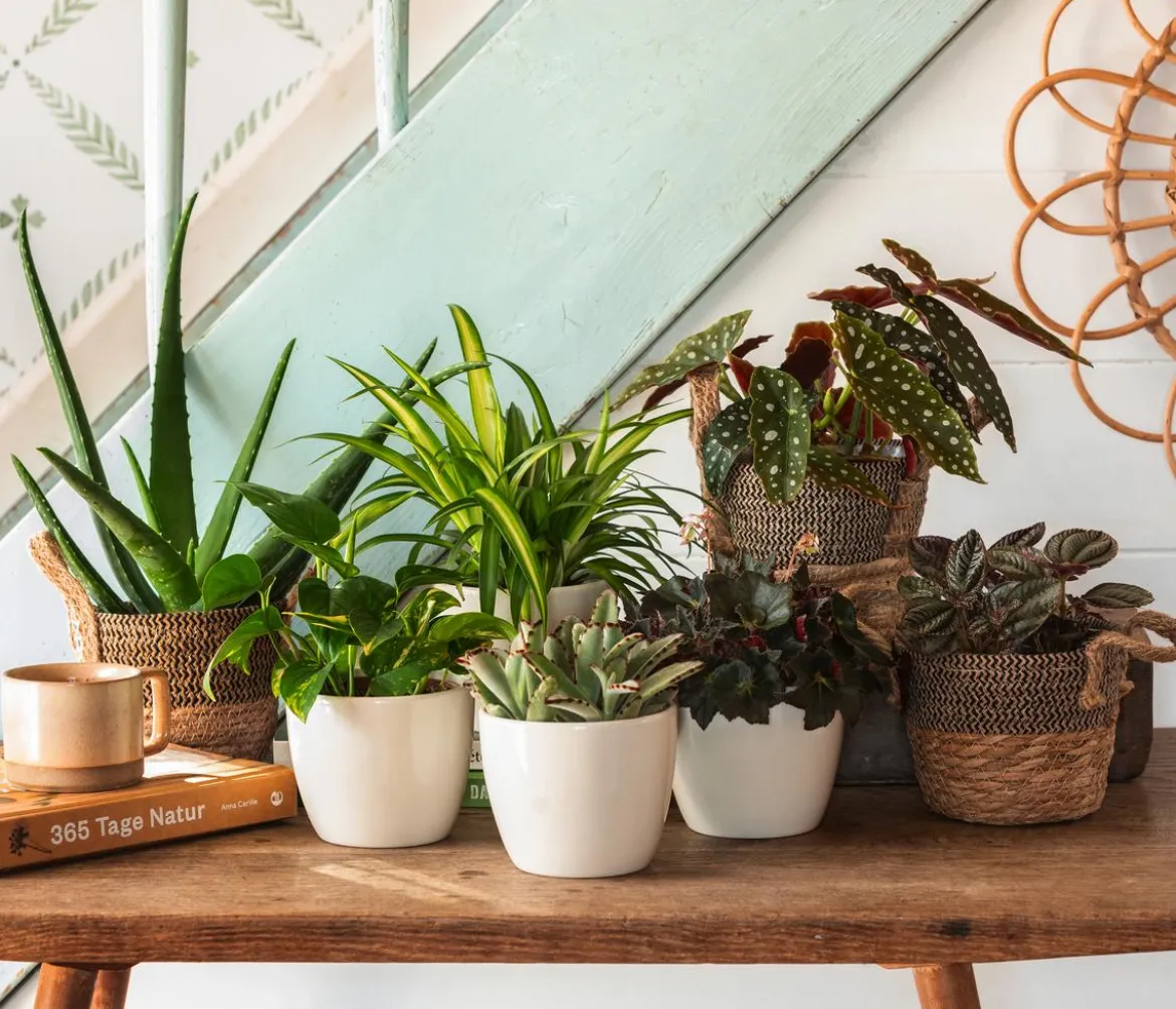 Bio Echte Aloe - Aloe vera