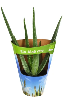 Bio Echte Aloe - Aloe vera