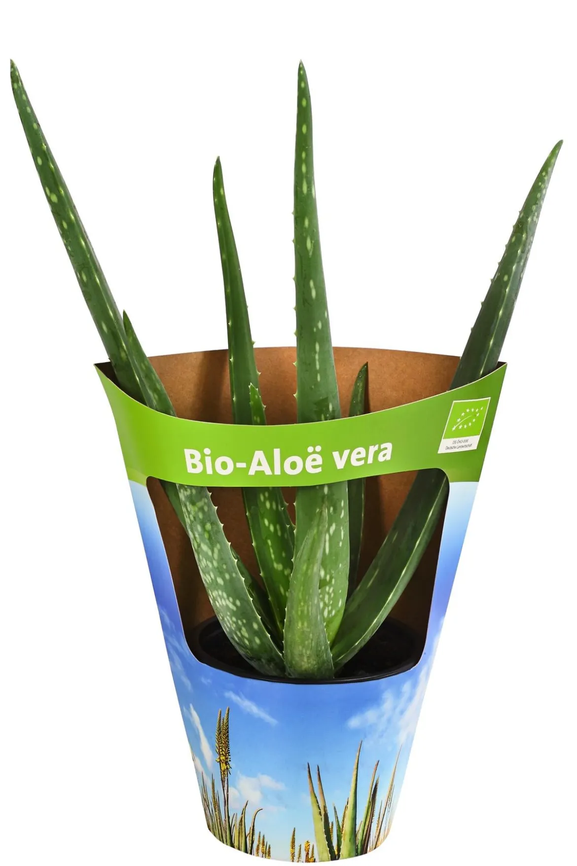 Bio Echte Aloe - Aloe vera