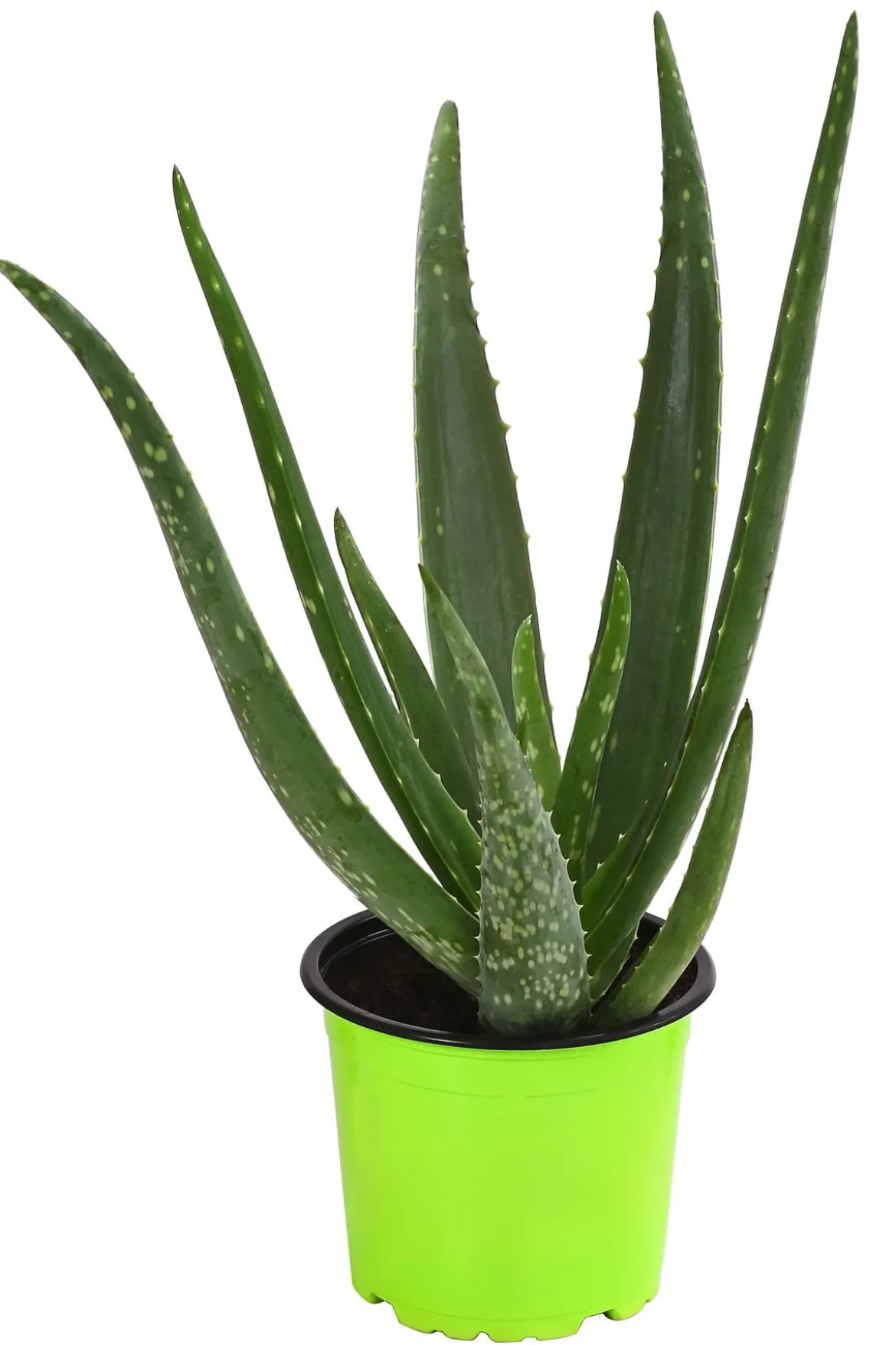 Bio Echte Aloe - Aloe vera