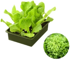 Bio Endiviensalat, 6er Schale