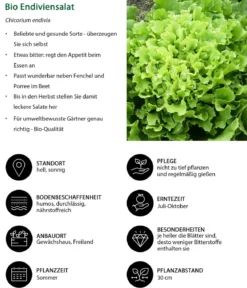 Bio Endiviensalat, 6er Schale