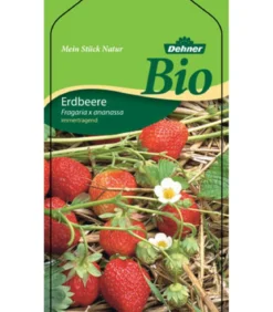Bio Erdbeere, immertragend, 6er-Schale
