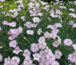 Bio Feder-Nelke, rosa