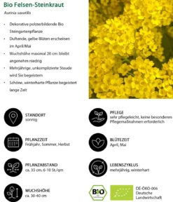 Bio Felsen-Steinkraut