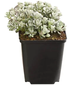 Bio Fetthenne 'Cape Blanco'