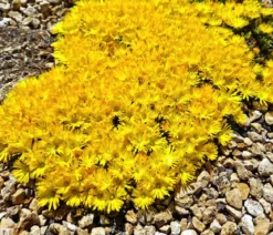 Bio Gelbe Mittagsblume