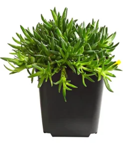 Bio Gelbe Mittagsblume