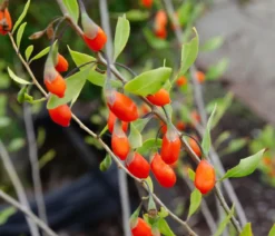 Bio Goji-Beere 'Instant Success®'